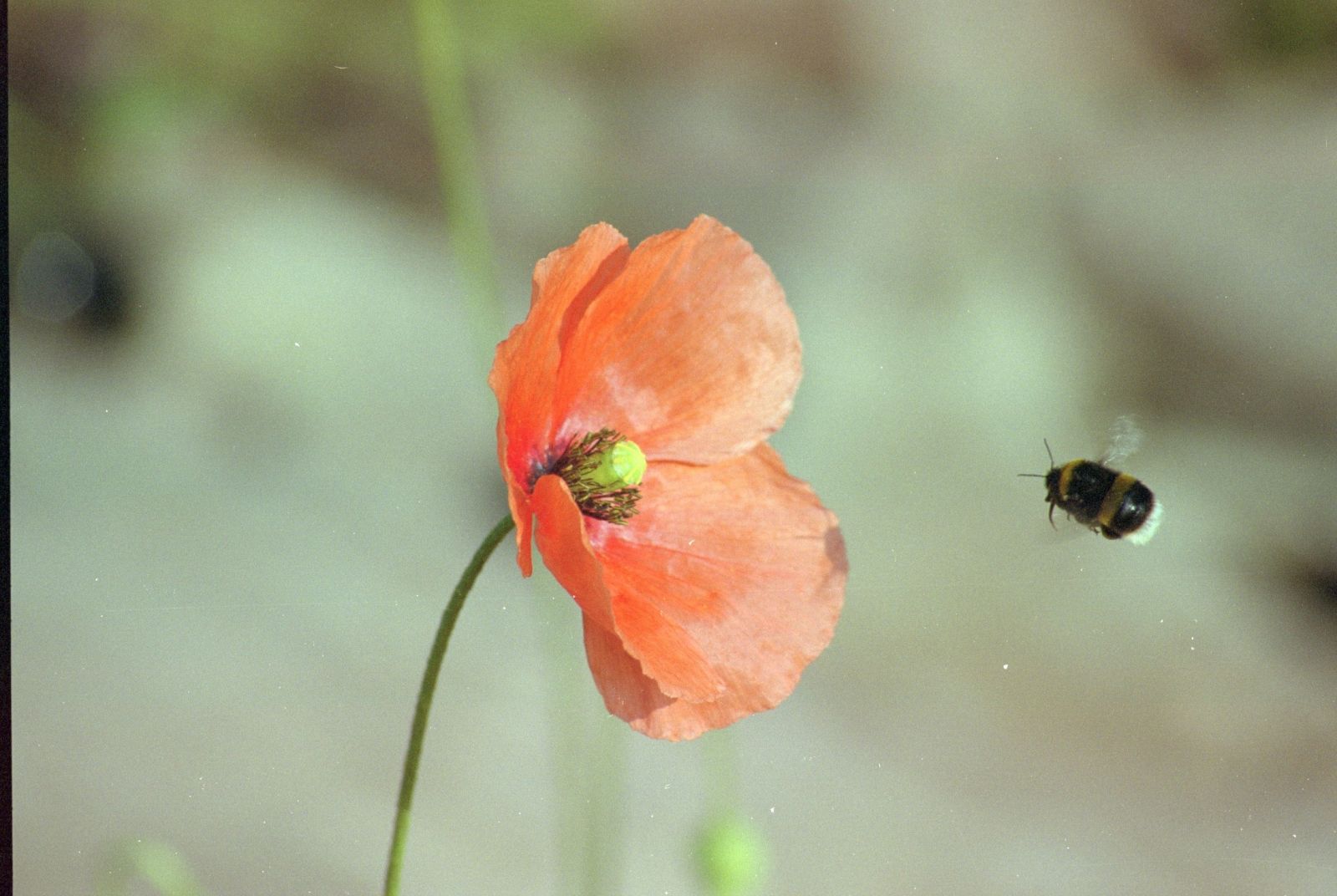 Remembrance Sunday is an important institution.  A reminder of the gravity of war, and one day each year when remembering lost loved ones is not just permitted, but encouraged. (Photo: Michael Ryan)
