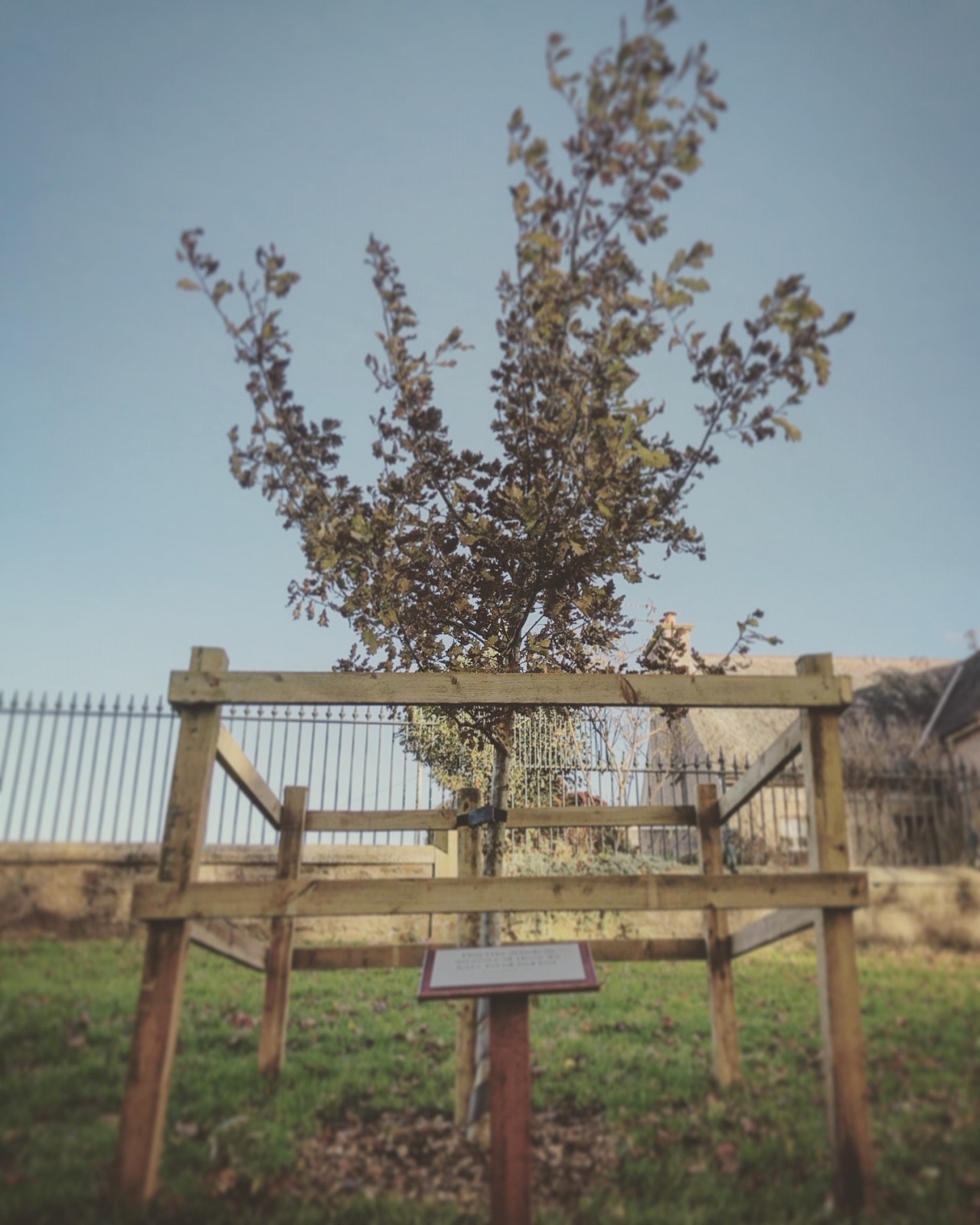 Funeral Link tree planting, Dundee