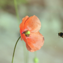 Remembrance Sunday is an important institution.  A reminder of the gravity of war, and one day each year when remembering lost loved ones is not just permitted, but encouraged. (Photo: Michael Ryan)