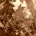 Patients passing through, like gentle autumn winds, changing the landscape, changing me.  Laura Christie Creative Arts Facilitator  Evelyn Smillie Staff Nurse  Daycare Staff, Strathcarron Hospice.