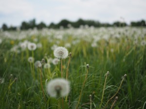 A photo of a dandelion clock in focus, taken from low to the ground, standing in a meadow full of dandelion clocks in soft focus with the cloudy sky above.