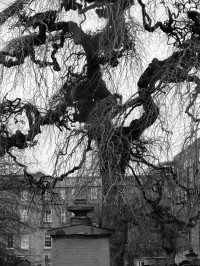 A black and white photo of a bare willow tree in front of a background of flats.