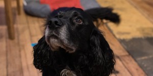 A photo of a black spaniel looking up.